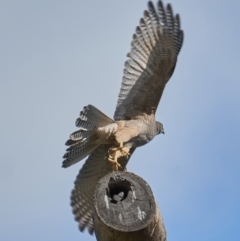 Tachyspiza fasciata (Brown Goshawk) at Deakin, ACT - 9 May 2023 by MichaelJF