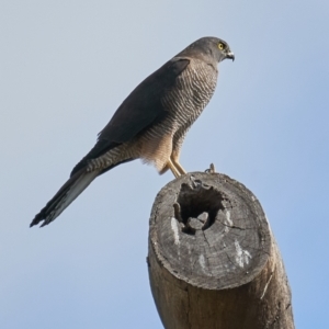 Accipiter fasciatus at Deakin, ACT - 9 May 2023