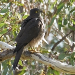 Accipiter fasciatus at Deakin, ACT - 9 May 2023