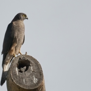 Accipiter fasciatus at Deakin, ACT - 9 May 2023