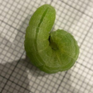 Ctenoplusia limberina at Braddon, ACT - suppressed