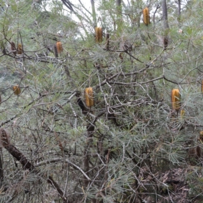 Banksia spinulosa var. cunninghamii (Hairpin Banksia) at Werai, NSW - 8 May 2023 by plants