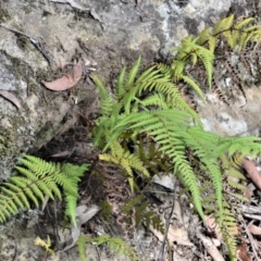 Hypolepis rugosula (Ruddy Ground-Fern) at Werai, NSW - 9 May 2023 by plants