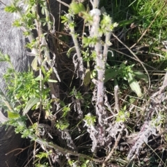 Erigeron sumatrensis at Watson, ACT - 8 May 2023