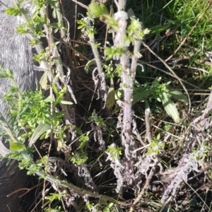 Erigeron sumatrensis at Watson, ACT - 8 May 2023