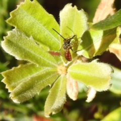 Lasioglossum (Parasphecodes) sp. (genus & subgenus) (Halictid bee) at ANBG - 9 May 2023 by HelenCross