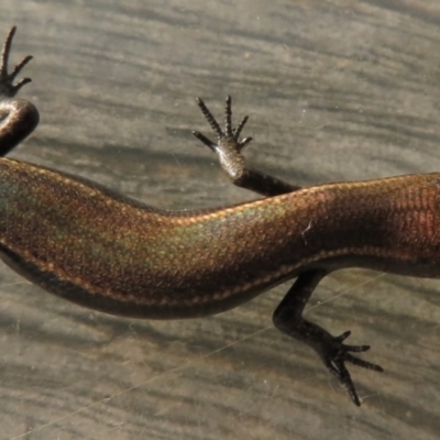 Lampropholis delicata (Delicate Skink) at Narrabundah, ACT - 27 Apr 2023 by RobParnell