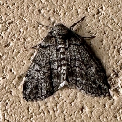 Smyriodes undescribed species nr aplectaria at Crowther, NSW - 2 May 2023 by KMcCue