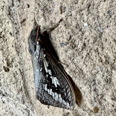 Abantiades labyrinthicus (Labyrinthine Ghost Moth) at Crowther, NSW - 1 May 2023 by KMcCue