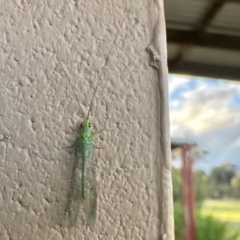 Chrysopidae (family) (Unidentified Green lacewing) at Crowther, NSW - 2 May 2023 by KMcCue