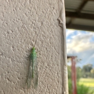 Chrysopidae (family) at Crowther, NSW - 2 May 2023 04:22 PM