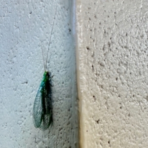 Chrysopidae (family) at Crowther, NSW - 2 May 2023 04:22 PM