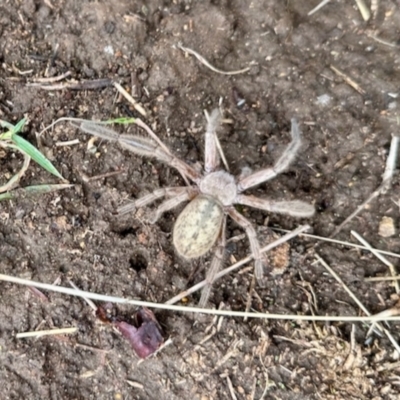 Delena cancerides (Social huntsman spider) at Crowther, NSW - 2 May 2023 by KMcCue