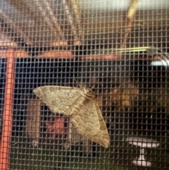 Lepidoptera unclassified ADULT moth (Unidentified - Moth) at Crowther, NSW - 2 May 2023 by KMcCue