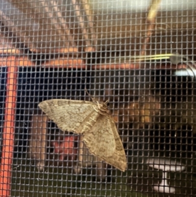 Lepidoptera unclassified ADULT moth (Unidentified - Moth) at Crowther, NSW - 2 May 2023 by KMcCue