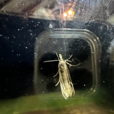 Unverified Moth (Lepidoptera) at Crowther, NSW - 2 May 2023 by KMcCue