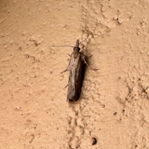 Faveria tritalis at Crowther, NSW - 2 May 2023