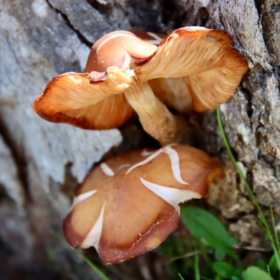 Unverified Fungus at  - suppressed by LisaH