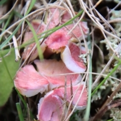 Hygrocybe sp. (Hygrocybe) at Mongarlowe River - 9 May 2023 by LisaH