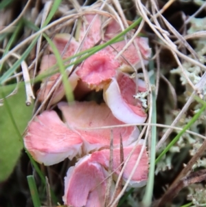 Hygrocybe sp. at Mongarlowe, NSW - suppressed