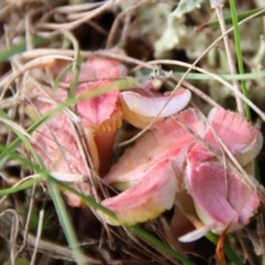 Hygrocybe sp. at Mongarlowe, NSW - suppressed