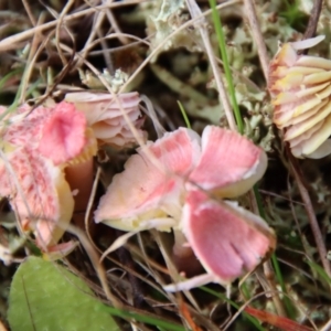 Hygrocybe sp. at Mongarlowe, NSW - suppressed