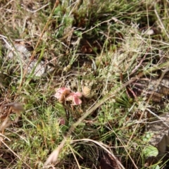 Hygrocybe sp. at Mongarlowe, NSW - suppressed