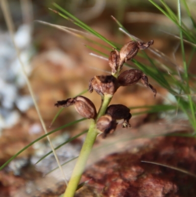 Corunastylis sp. (A Midge Orchid) at Mongarlowe, NSW - 9 May 2023 by LisaH