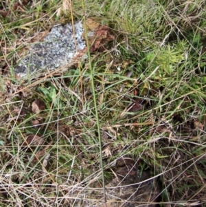 Corunastylis sp. at Mongarlowe, NSW - 9 May 2023