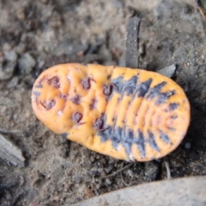 Monophlebulus sp. (genus) at Mongarlowe, NSW - suppressed