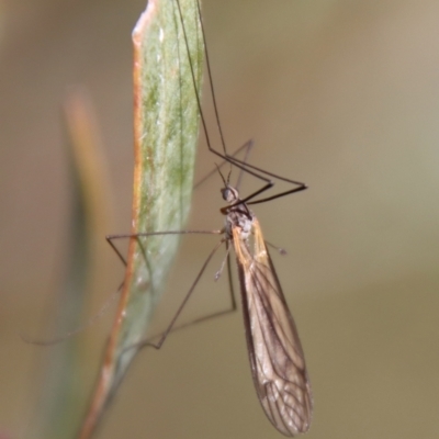 Limoniidae (family) (Unknown Limoniid Crane Fly) at Mongarlowe River - 9 May 2023 by LisaH