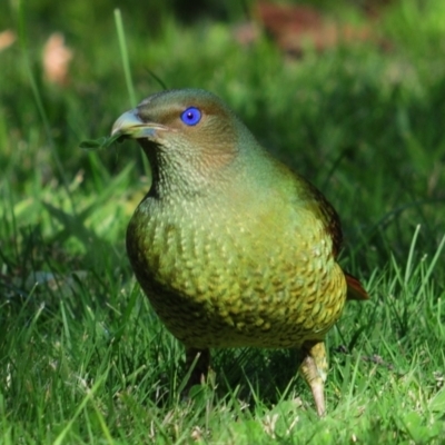 Ptilonorhynchus violaceus (Satin Bowerbird) at Stirling, ACT - 6 May 2023 by Harrisi