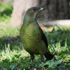 Ptilonorhynchus violaceus at Stirling, ACT - 6 May 2023