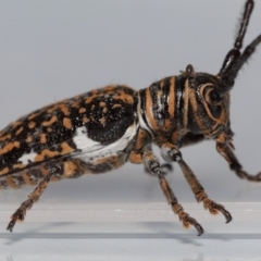 Rhytiphora collaris (Longhorn beetle) at Wellington Point, QLD - 7 May 2023 by TimL