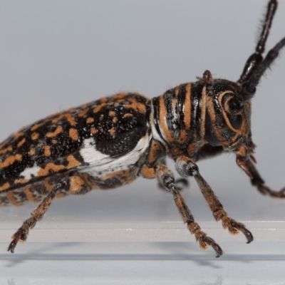 Rhytiphora collaris (Longhorn beetle) at Wellington Point, QLD - 7 May 2023 by TimL