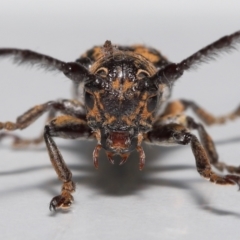 Unidentified Longhorn beetle (Cerambycidae) at Wellington Point, QLD - 7 May 2023 by TimL