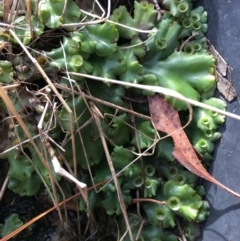 Marchantia sp. (genus) (A Liverwort) at Lower Boro, NSW - 6 May 2023 by mcleana