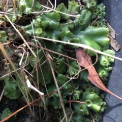 Marchantia sp. (genus) (A Liverwort) at Lower Boro, NSW - 5 May 2023 by mcleana