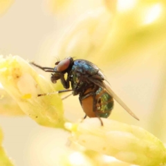 Melanina sp. (genus) (Lauxaniid fly) at O'Connor, ACT - 4 Mar 2023 by ConBoekel