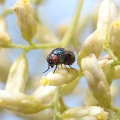 Melanina sp. (genus) at O'Connor, ACT - 5 Mar 2023