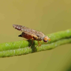 Tephritidae sp. (family) (Unidentified Fruit or Seed fly) at O'Connor, ACT - 5 Mar 2023 by ConBoekel