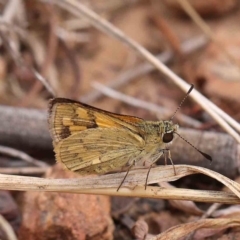 Ocybadistes walkeri (Green Grass-dart) at O'Connor, ACT - 5 Mar 2023 by ConBoekel