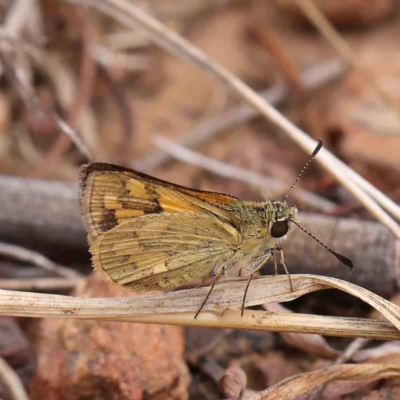 Ocybadistes walkeri (Green Grass-dart) at O'Connor, ACT - 5 Mar 2023 by ConBoekel