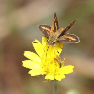 Taractrocera papyria at O'Connor, ACT - 5 Mar 2023 11:30 AM