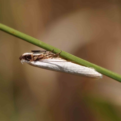 Scieropepla polyxesta (A Gelechioid moth (Xyloryctidae)) at O'Connor, ACT - 5 Mar 2023 by ConBoekel