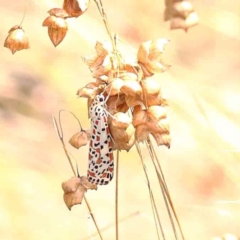 Utetheisa (genus) at O'Connor, ACT - 5 Mar 2023 11:51 AM