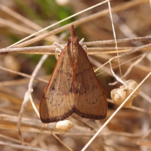 Uresiphita ornithopteralis at O'Connor, ACT - 5 Mar 2023 11:34 AM