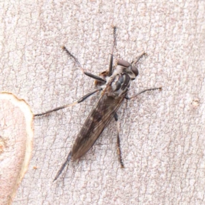 Cerdistus sp. (genus) at O'Connor, ACT - 5 Mar 2023