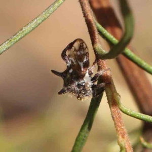 Acanthuchus trispinifer at O'Connor, ACT - 5 Mar 2023