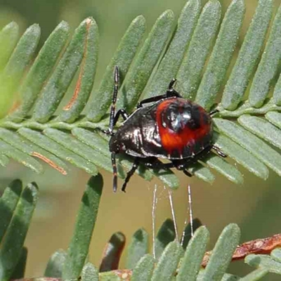 Oechalia schellenbergii (Spined Predatory Shield Bug) at O'Connor, ACT - 5 Mar 2023 by ConBoekel